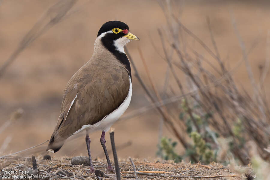 Vanneau tricoloreadulte, identification