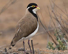 Banded Lapwing