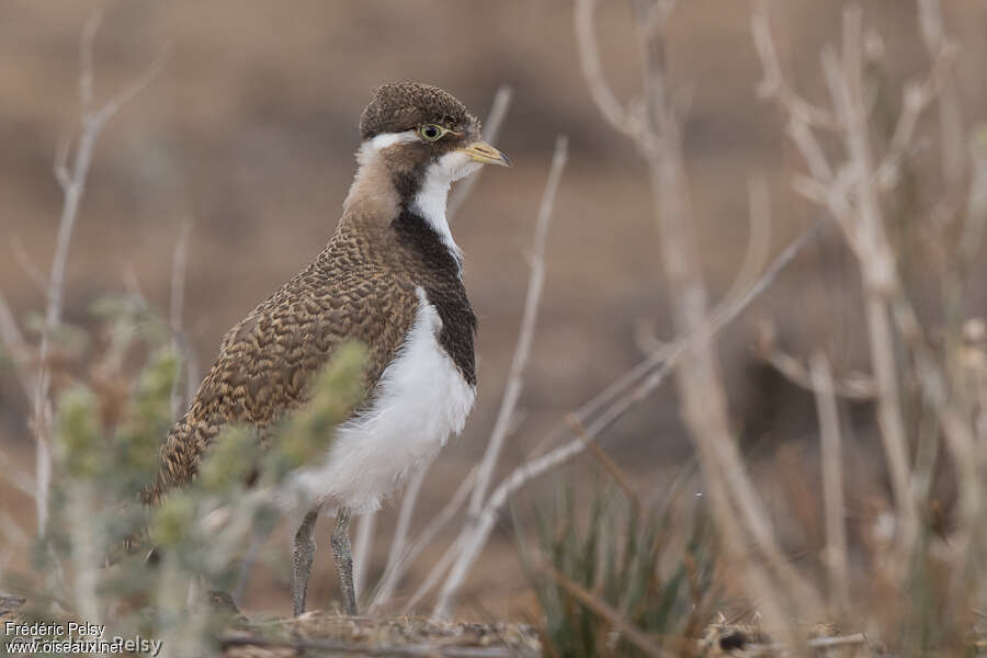 Banded Lapwingjuvenile, identification