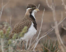 Banded Lapwing