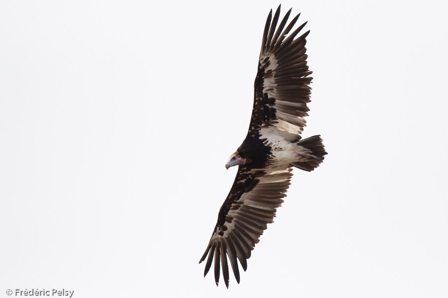 White-headed Vulture, Flight