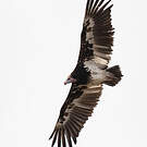 Vautour à tête blanche