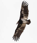 White-headed Vulture