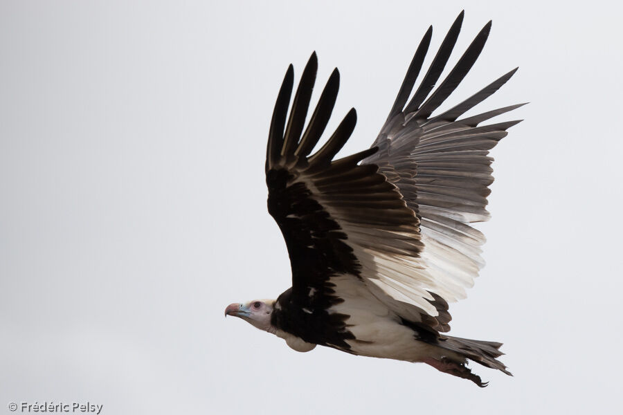 Vautour à tête blanche, Vol