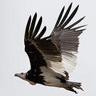 Vautour à tête blanche