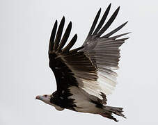 White-headed Vulture