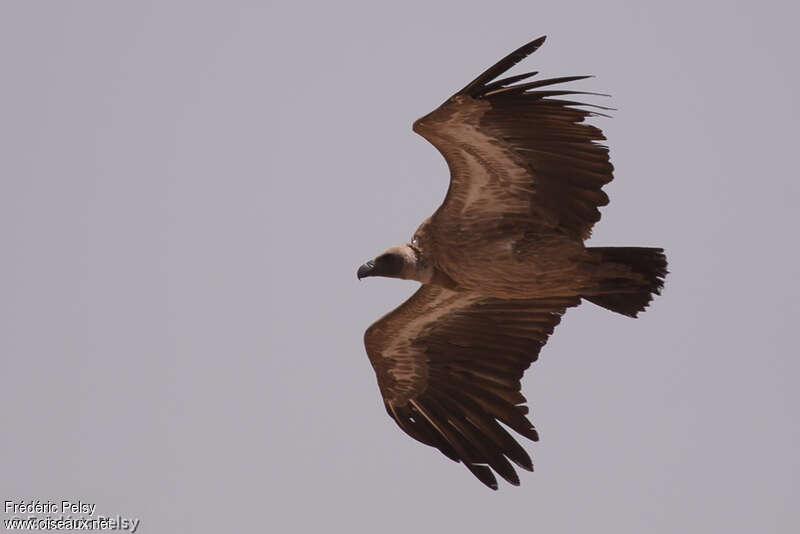 White-backed Vultureimmature, Flight