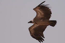 White-backed Vulture