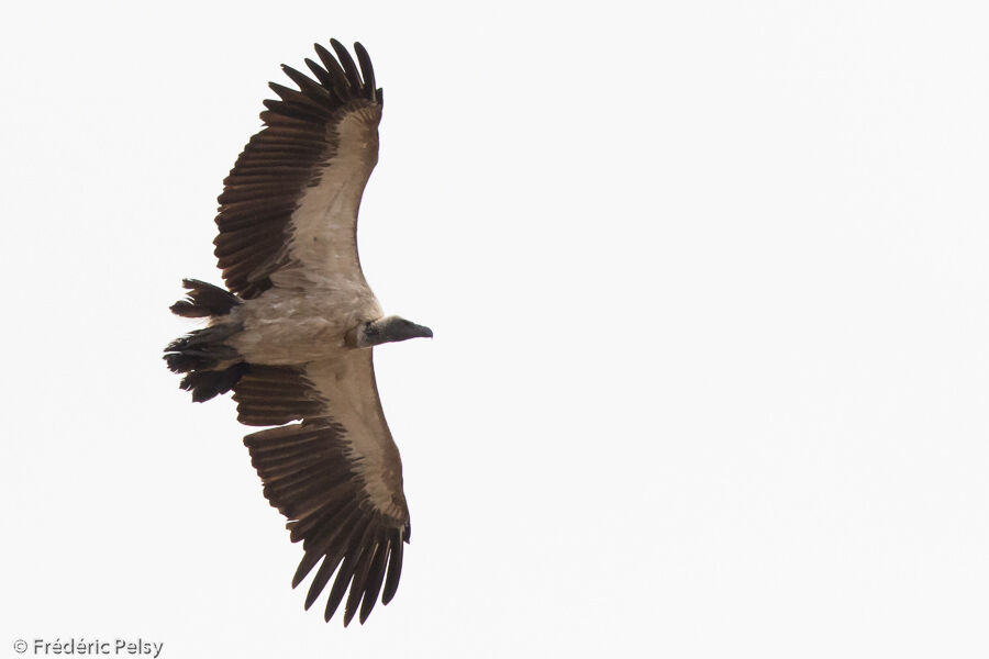 White-backed Vultureadult, Flight