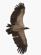 White-backed Vulture