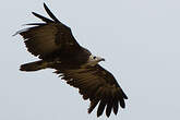 Vautour charognard