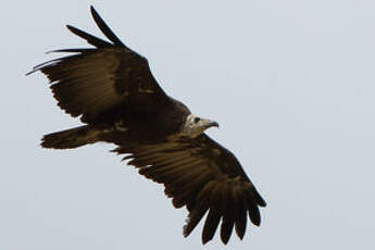 Vautour charognard