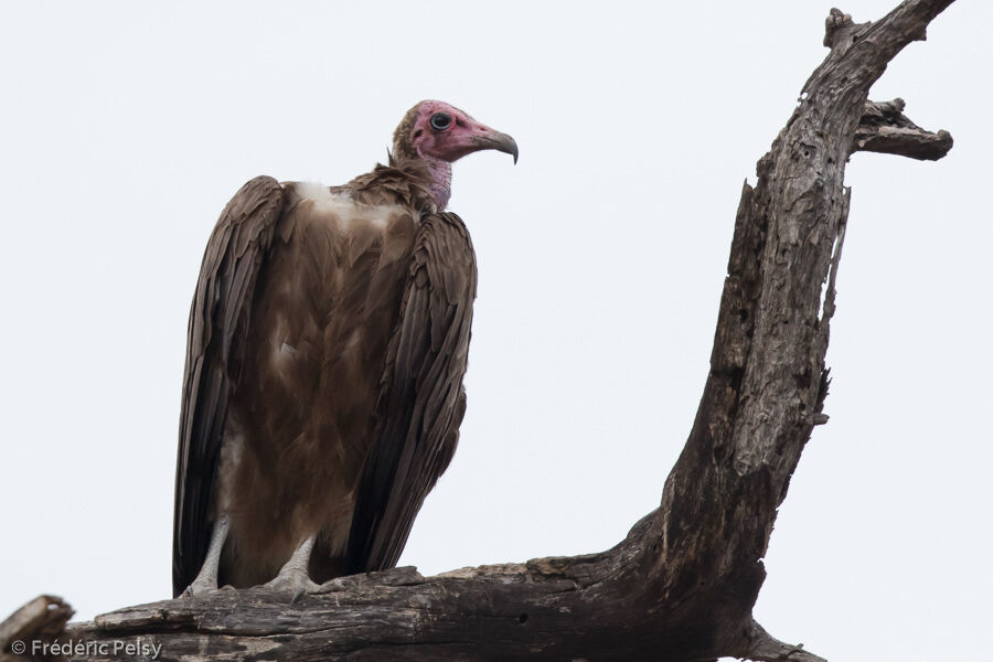 Hooded Vulture