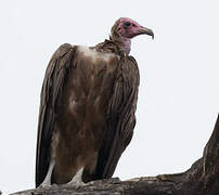 Hooded Vulture