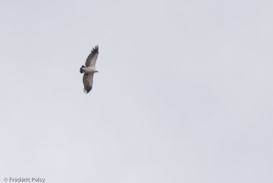 Cape Vultureadult, Flight