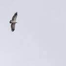 Vautour chassefiente