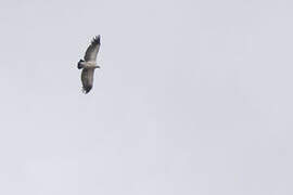 Cape Vulture