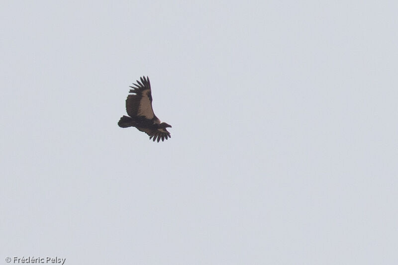 White-rumped Vulture, Flight