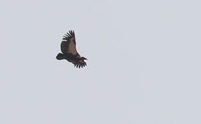 White-rumped Vulture