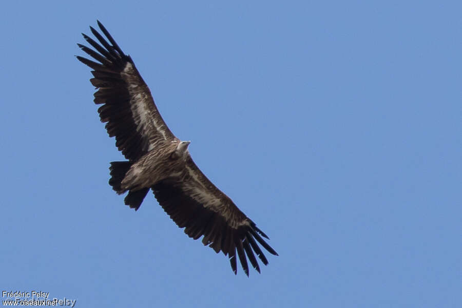 Vautour de l'Himalayaimmature, mue, Vol