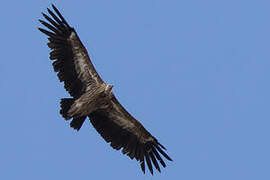 Himalayan Vulture