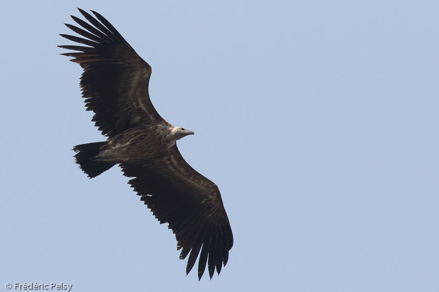 Vautour de l'Himalaya