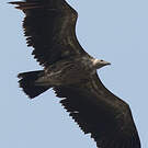 Vautour de l'Himalaya
