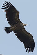 Himalayan Vulture