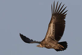 Himalayan Vulture