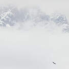 Vautour de l'Himalaya