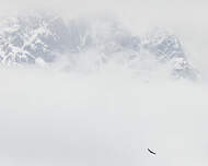 Vautour de l'Himalaya