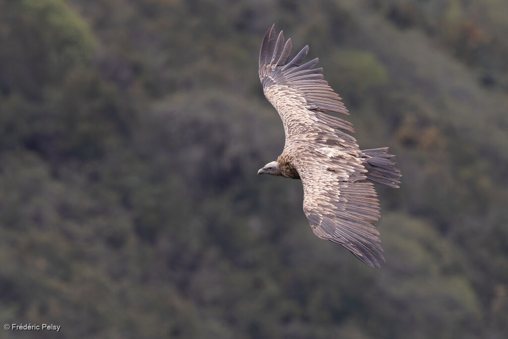 Vautour de l'Himalaya, Vol