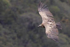 Vautour de l'Himalaya