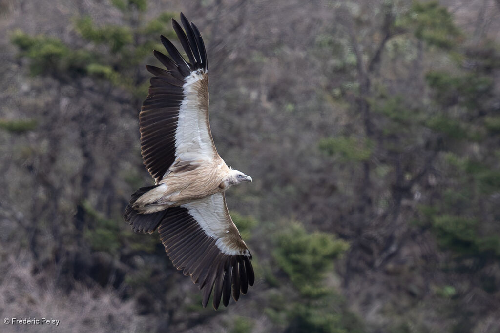 Vautour de l'Himalaya, Vol