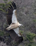Vautour de l'Himalaya