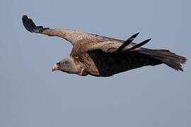 Rüppell's Vulture