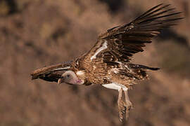 Rüppell's Vulture