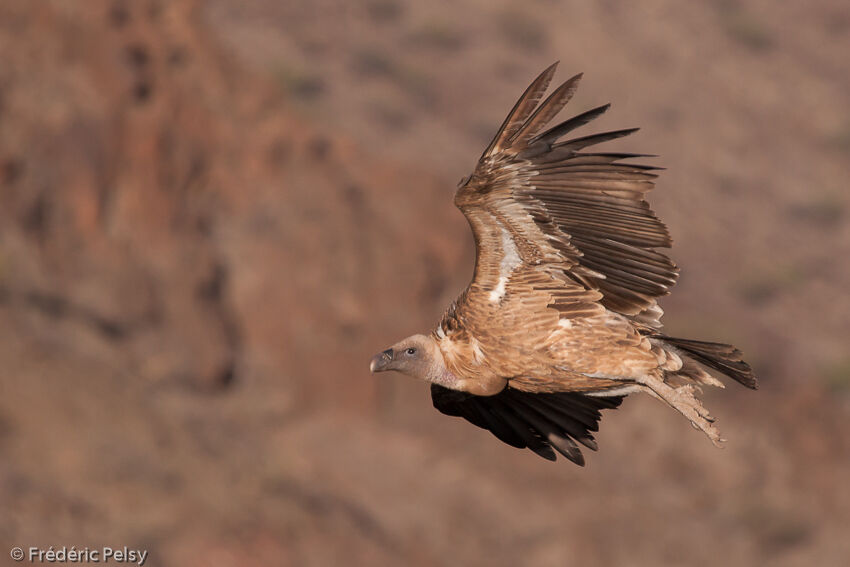 Griffon Vulture