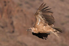 Griffon Vulture