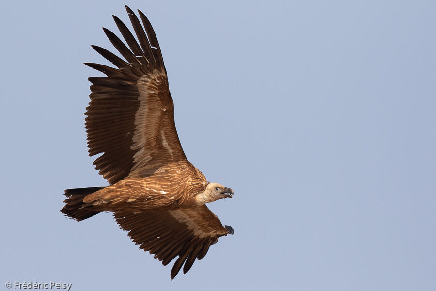 Griffon Vulture