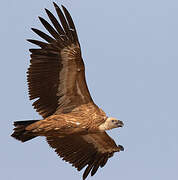 Griffon Vulture