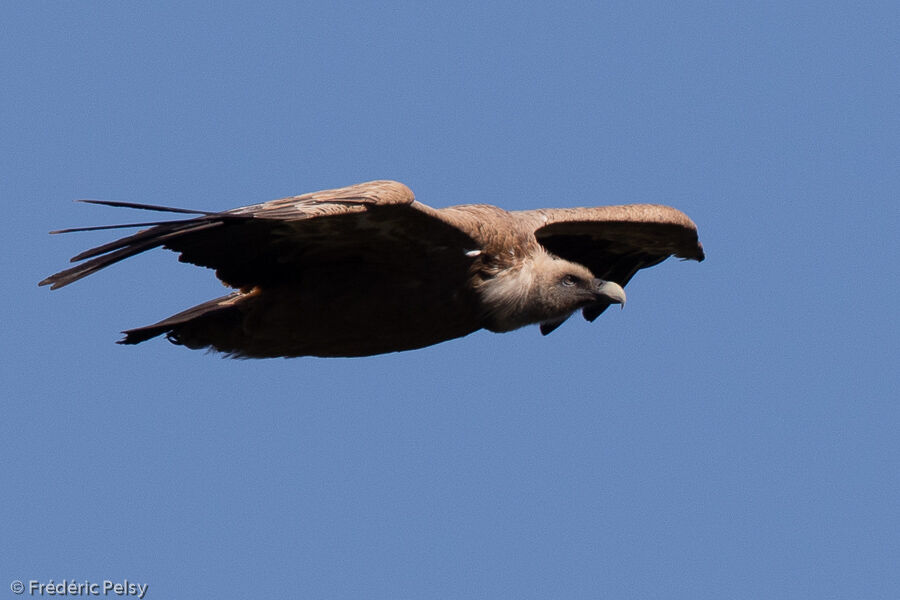 Griffon Vulture, Flight