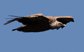 Griffon Vulture