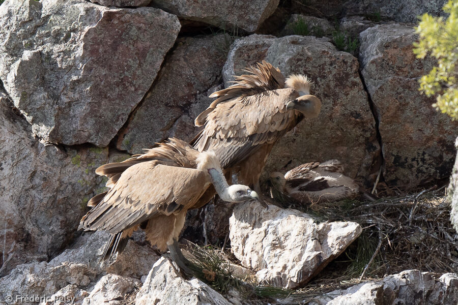 Vautour fauve, Nidification