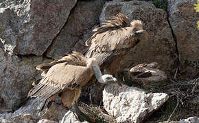 Griffon Vulture