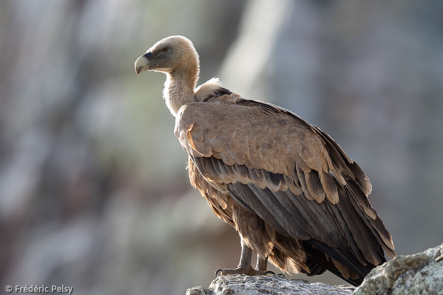 Griffon Vulture