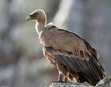 Griffon Vulture