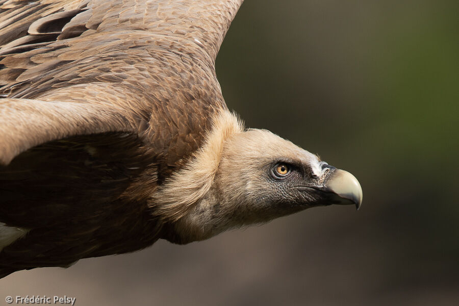 Griffon Vulture