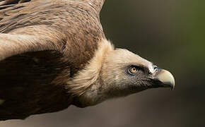 Griffon Vulture