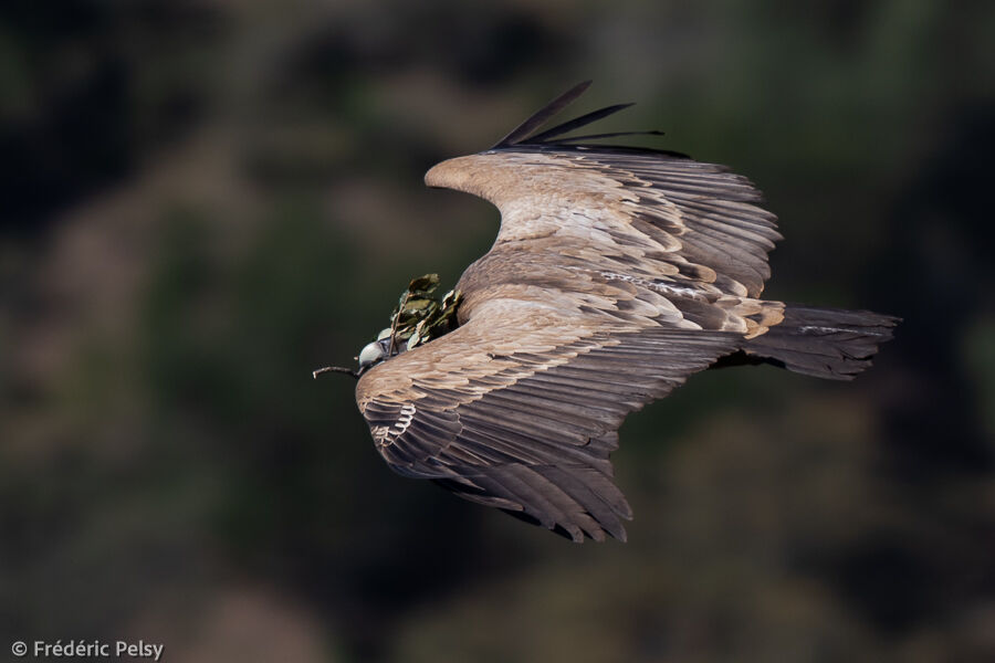 Vautour fauve, Nidification